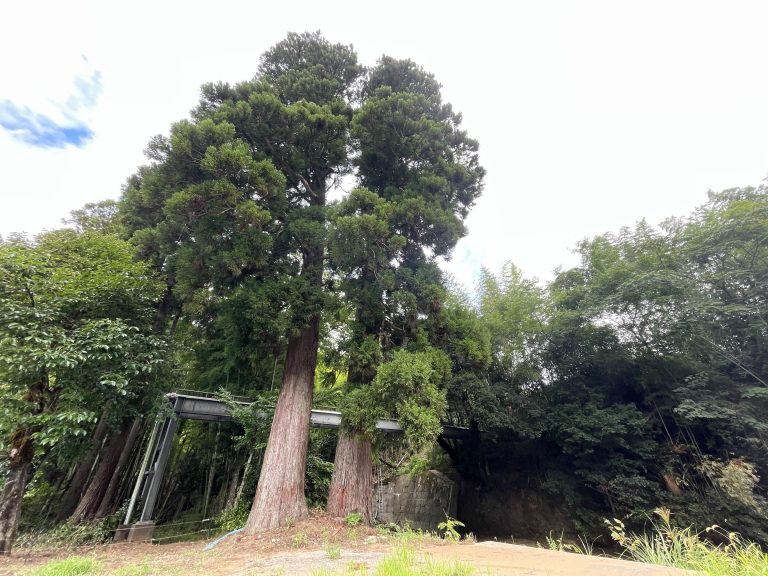 越前の観光スポット名物「夫婦杉」