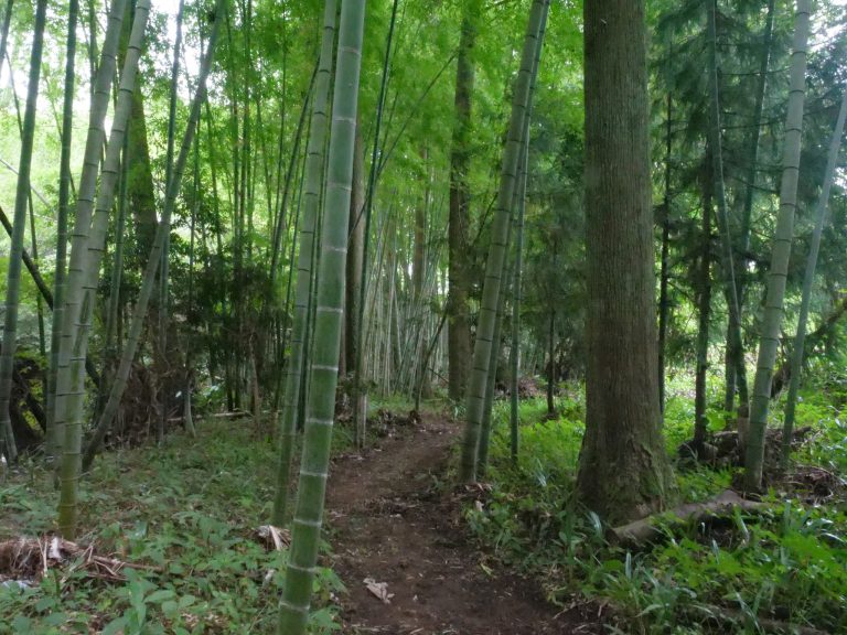 壮大な竹林トンネル